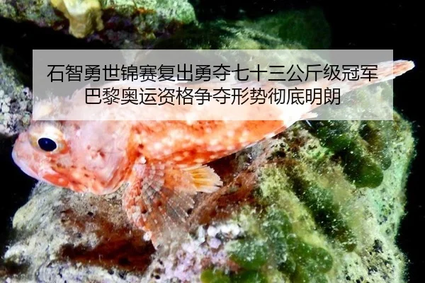 石智勇世锦赛复出勇夺七十三公斤级冠军 巴黎奥运资格争夺形势彻底明朗